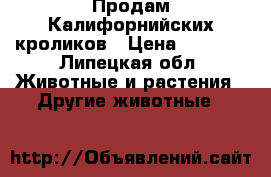 Продам Калифорнийских кроликов › Цена ­ 1 500 - Липецкая обл. Животные и растения » Другие животные   